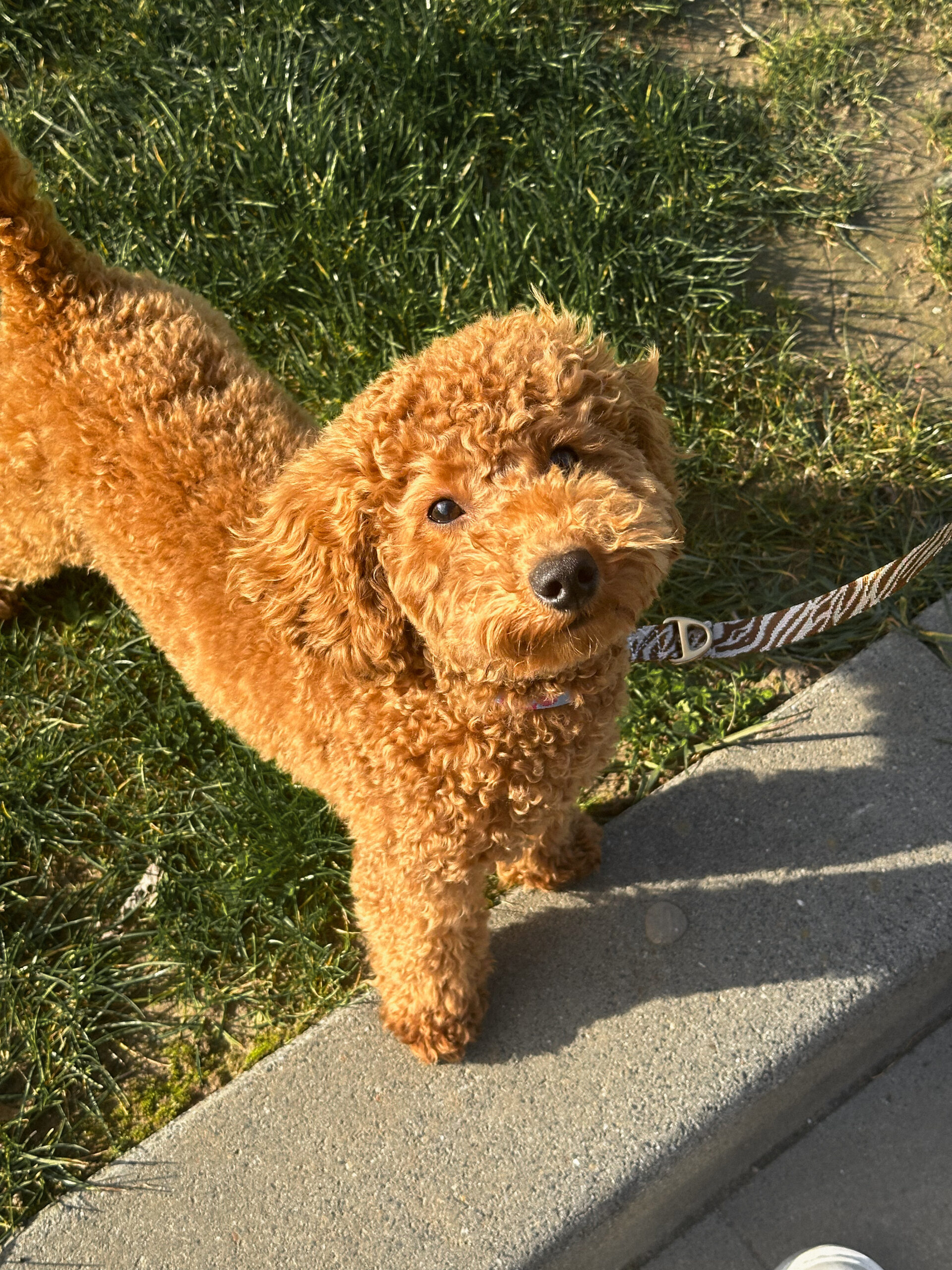 My Paw-some Walking Routine