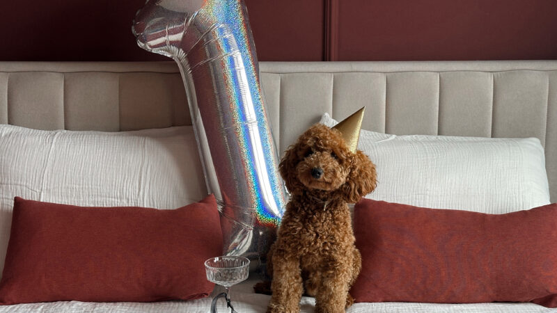 5 Lessons I Learned in My First Year as a Posh Poodle