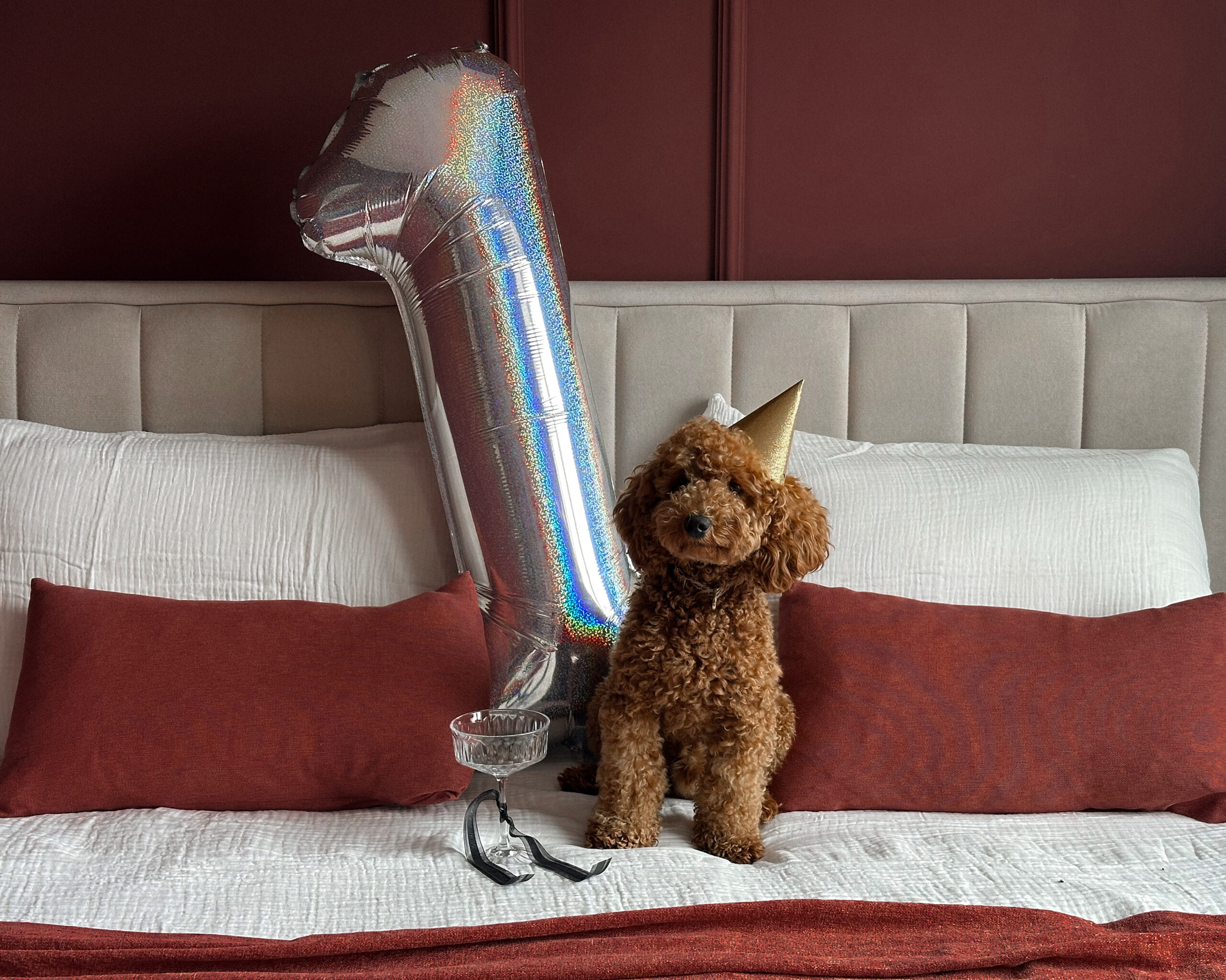 5 Lessons I Learned in My First Year as a Posh Poodle